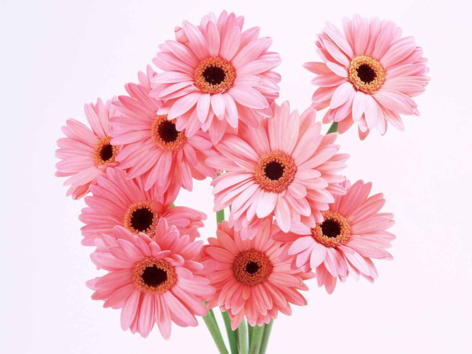 Related Wallpapers